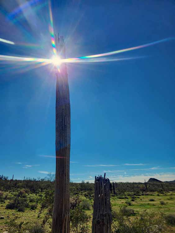 saguaro skeleton